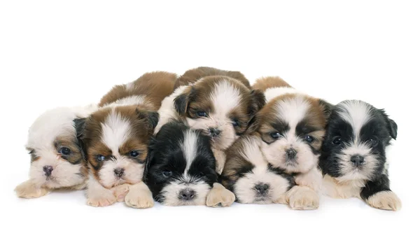 Puppies shih tzu — Stockfoto