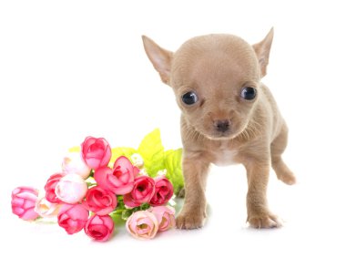 köpek chihuahua Studio