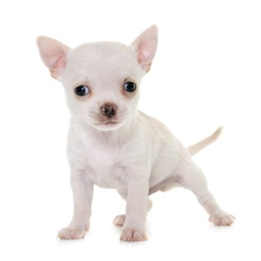 köpek chihuahua Studio