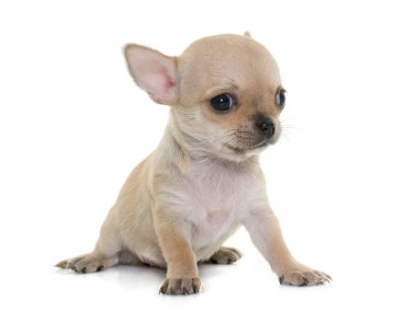 köpek chihuahua Studio