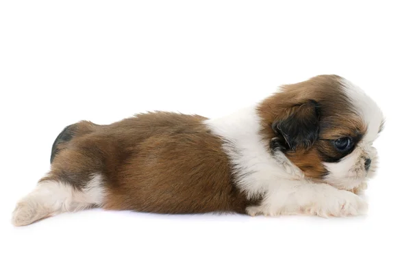 Cachorro Shih Tzu — Foto de Stock