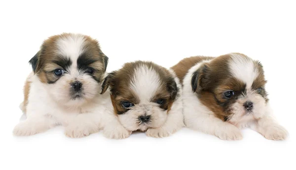 Štěně shih tzu — Stock fotografie