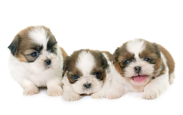 Štěně shih tzu — Stock fotografie