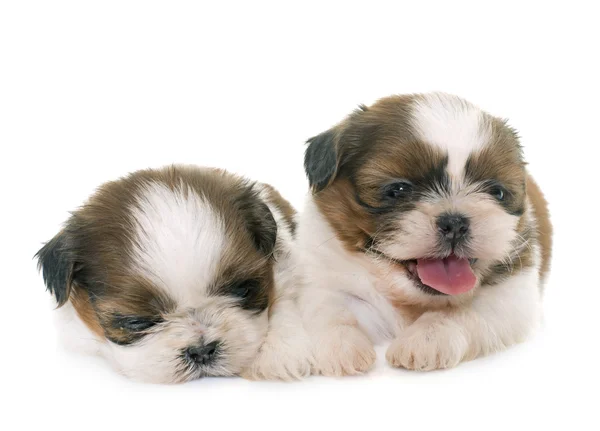 Cachorros shih tzu — Foto de Stock