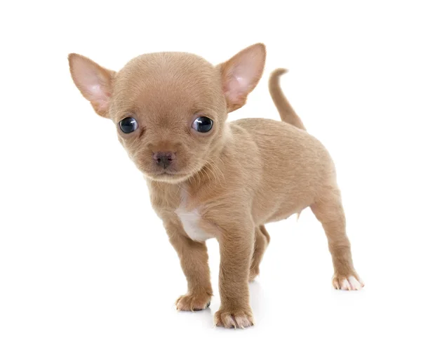 Puppy chihuahua in studio — Stockfoto