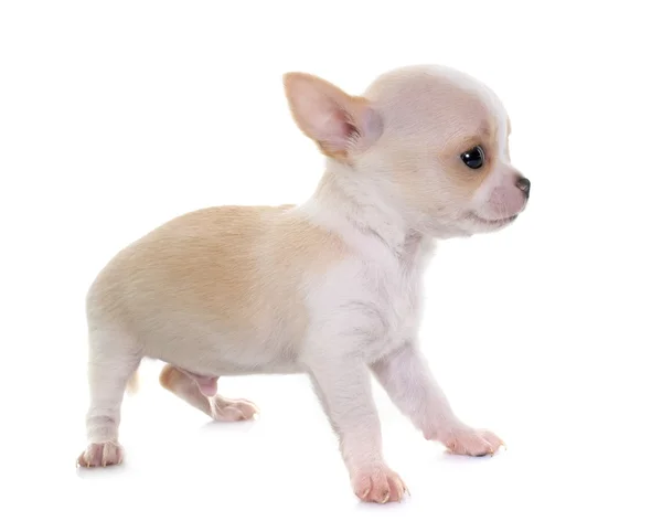 Chihuahua filhote de cachorro no estúdio — Fotografia de Stock