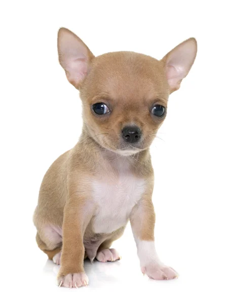 Chihuahua filhote de cachorro no estúdio — Fotografia de Stock