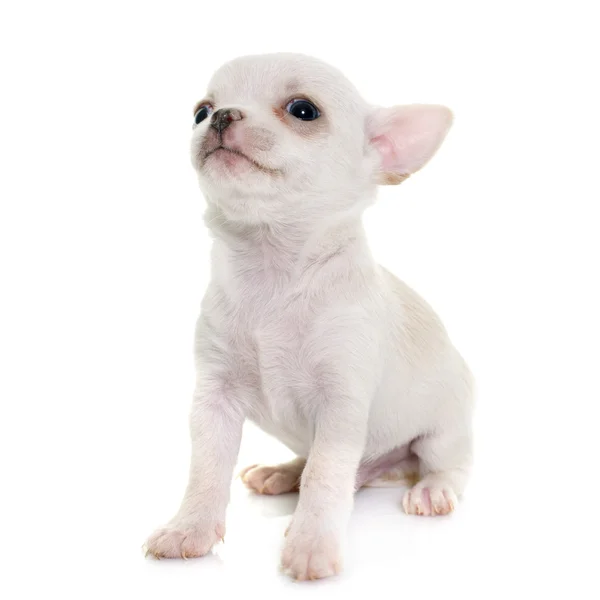 Köpek chihuahua Studio — Stok fotoğraf