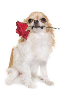 Chihuahua ve çiçek