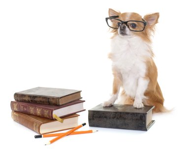 okul Chihuahua