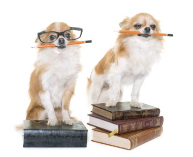 okul Chihuahua