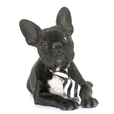 köpek yavrusu Fransız buldozer