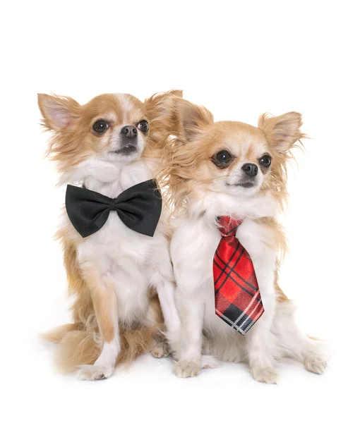 Chihuahuas with tie — Stock Photo, Image
