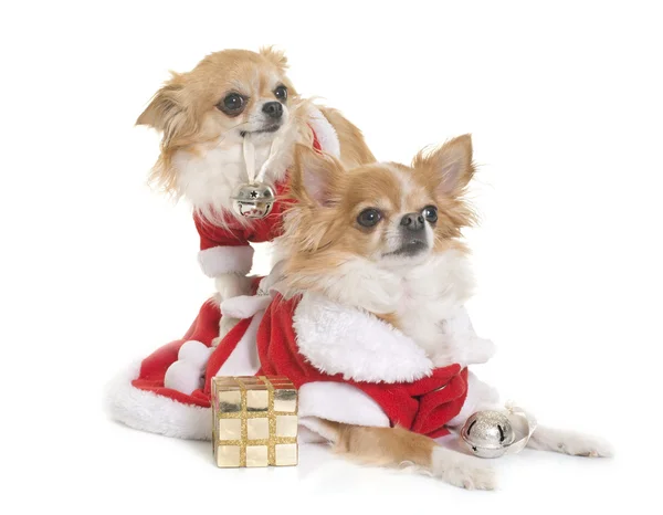 Weihnachtsmann-Chihuahuas — Stockfoto