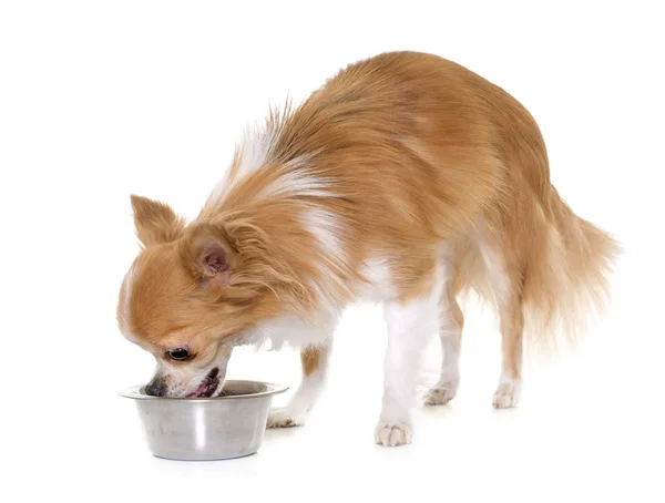 Chihuahua comer alimentos secos — Fotografia de Stock