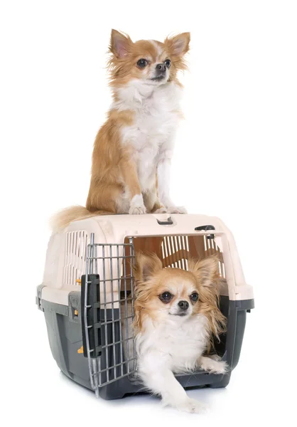 Chihuahua dan kennel — Stok Foto