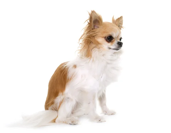 Chihuahua i studio — Stockfoto