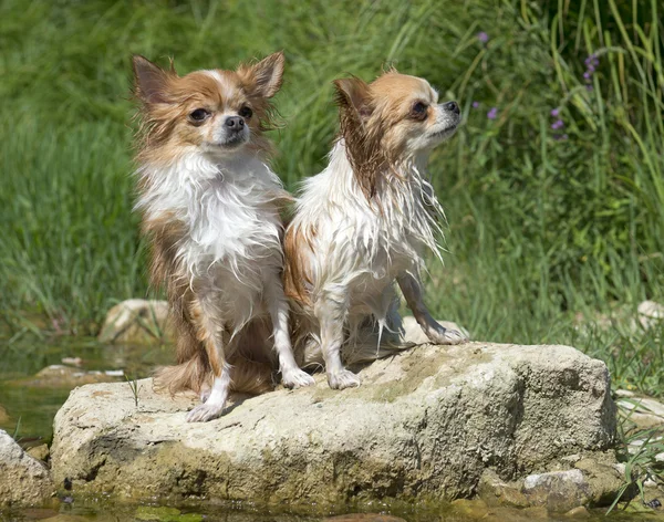 Chihuahuas doğada — Stok fotoğraf