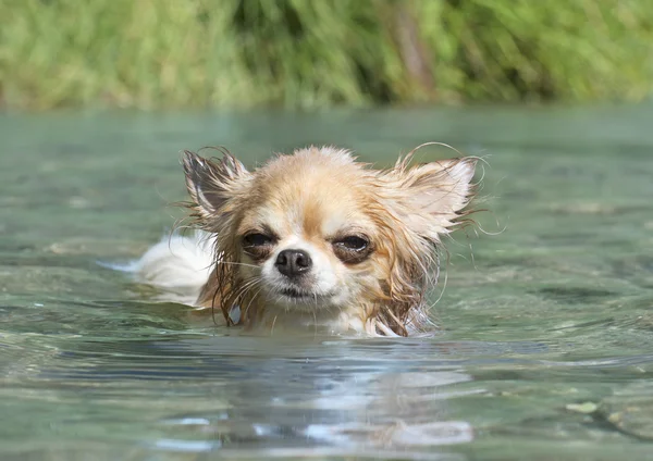 Swimming chihuahua in river — Stock Photo, Image