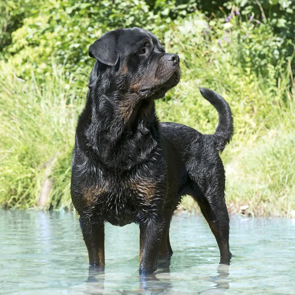 Rottweiler en el río —  Fotos de Stock