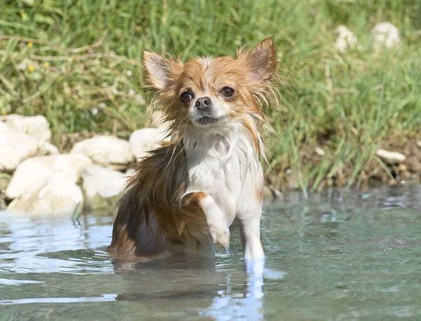 Chihuahua no rio — Fotografia de Stock