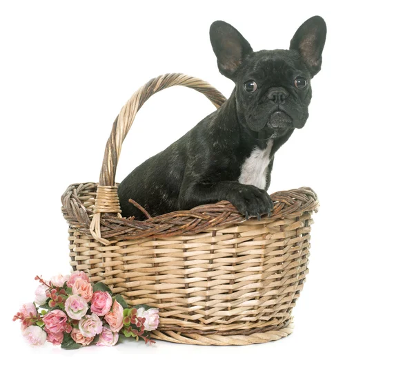 Bouledogue français chiot — Photo