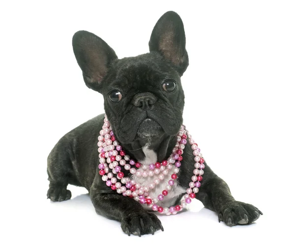 Puppy french bulldog — Stock Photo, Image