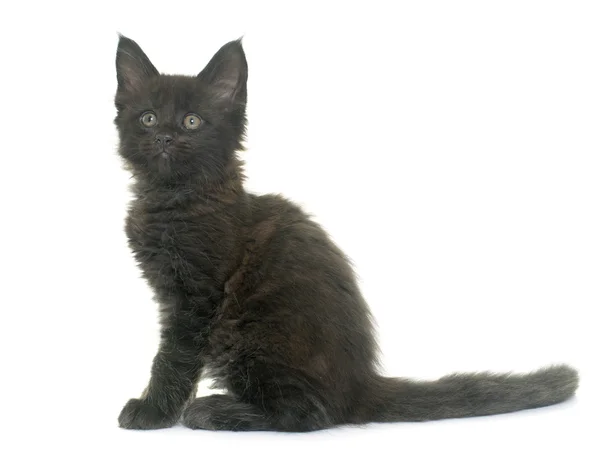 Maine Coon Kitten — Stock fotografie