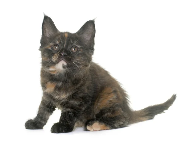 Maine Coon Kitten — Stockfoto