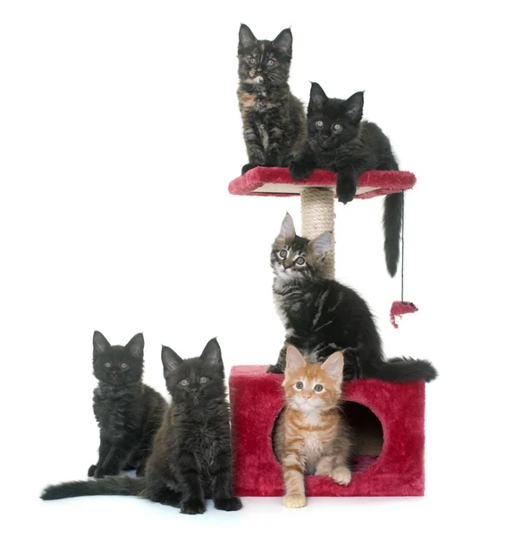 Maine coon kitten on scratching post — Stock Photo, Image