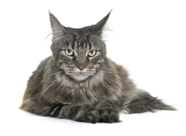 Tabby maine coon — Stock Photo, Image