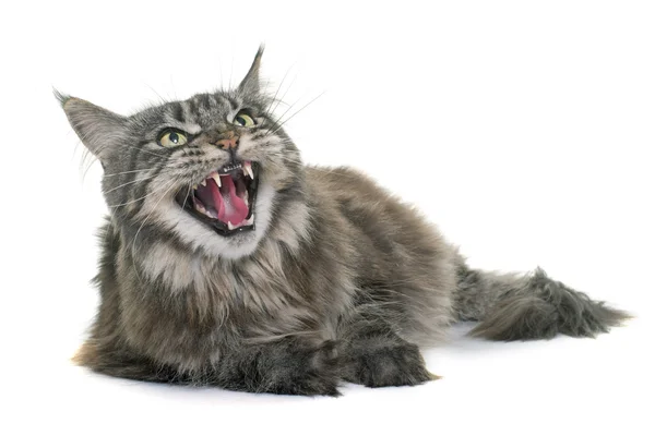 Angry maine coon — Stock Photo, Image