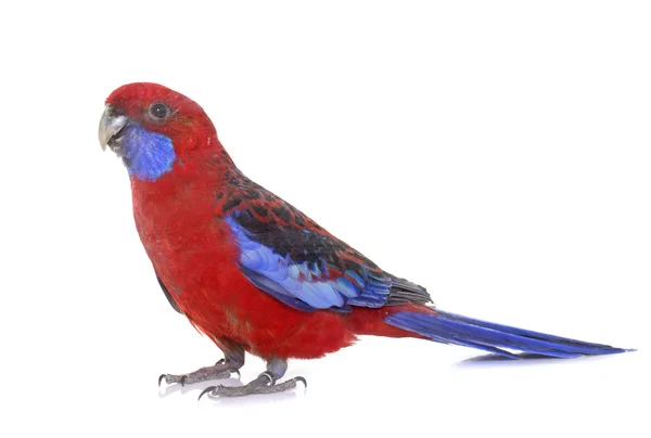 Crimson rosella in studio — Stock Image Crimson rosella in studio Royalty Free Stock Images