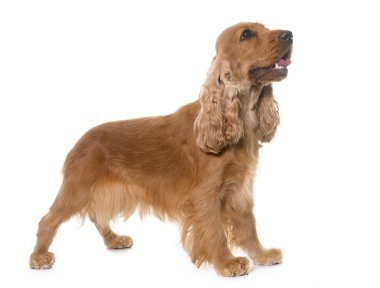 yavru horoz İspanyol Studio