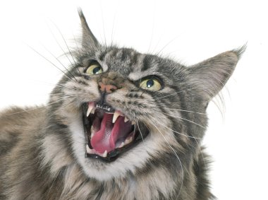 kızgın maine coon