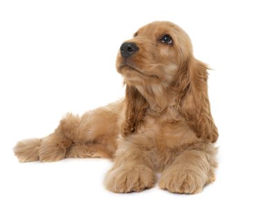 köpek yavrusu yavru horoz İspanyol Studio