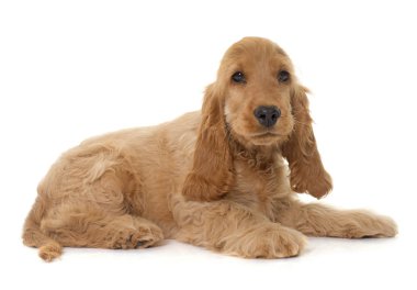 köpek yavrusu yavru horoz İspanyol Studio