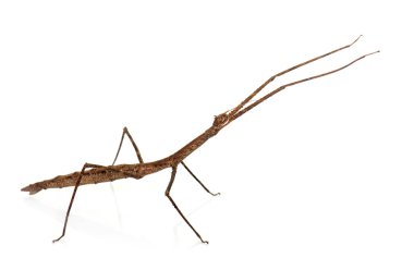 stick insect in studio clipart