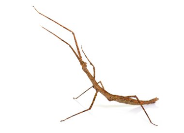 stick insect in studio clipart