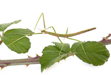 stick insect in studio clipart
