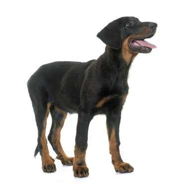 köpek yavrusu beauceron Studio