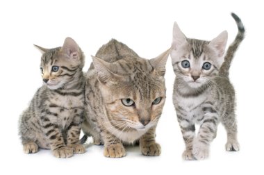 Bengal yavru ve anne