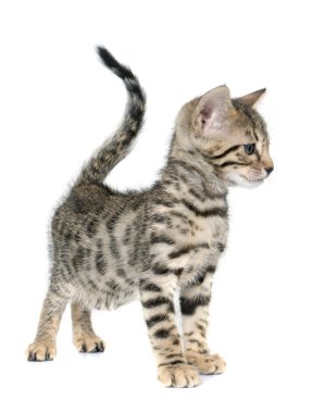 studi de Bengal kedi