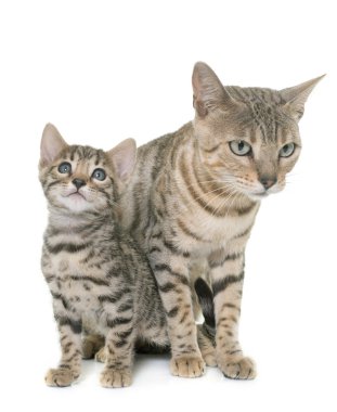 Bengal yavru ve anne