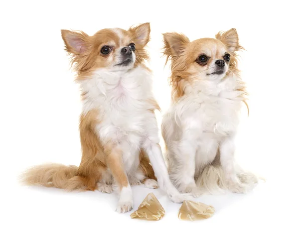 Chihuahua et friandises — Photo