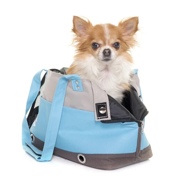 Chihuahua och resor väska — Stockfoto