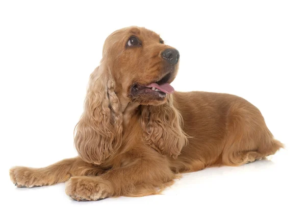 Cocker spaniel en studio — Photo