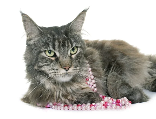 Mora maine coon — Zdjęcie stockowe