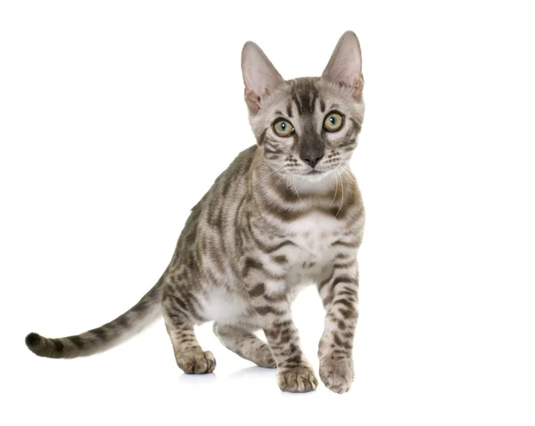 젊은 벵골 고양이 — 스톡 사진