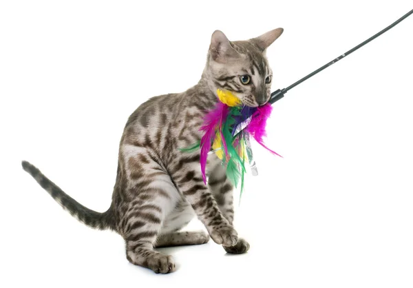 Oynayan genç bengal kedisi — Stok fotoğraf